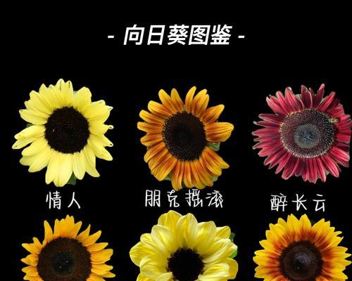紫向日葵的花语和寓意有何特别之处？