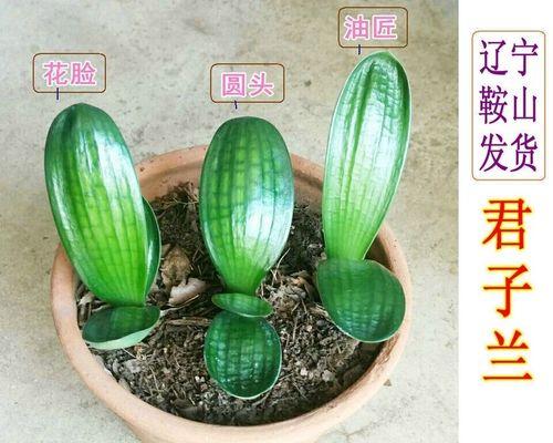 君子兰叶子颜色如何鉴别其品种？