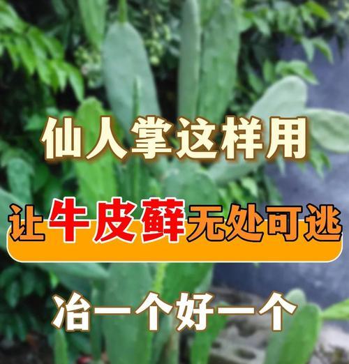 仙人掌使用营养液的正确方法有哪些？