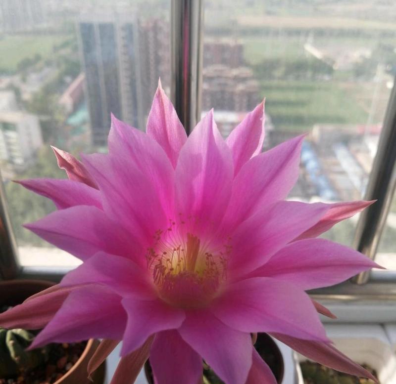 仙人球身上长黑点的原因是什么？