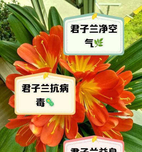 君子兰肥料赤霉素的正确使用方法是什么？使用时应注意什么？