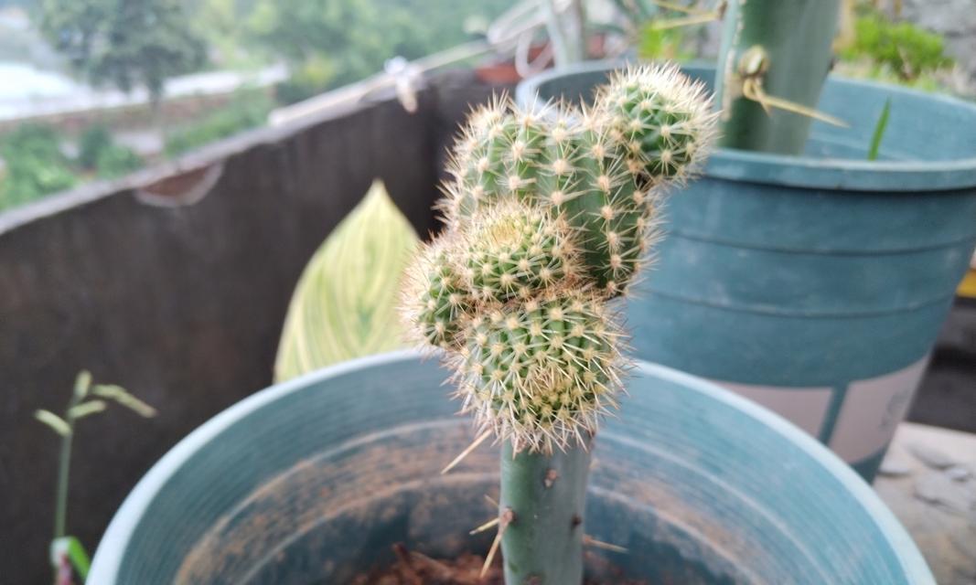 仙人球嫁接的目的是什么？