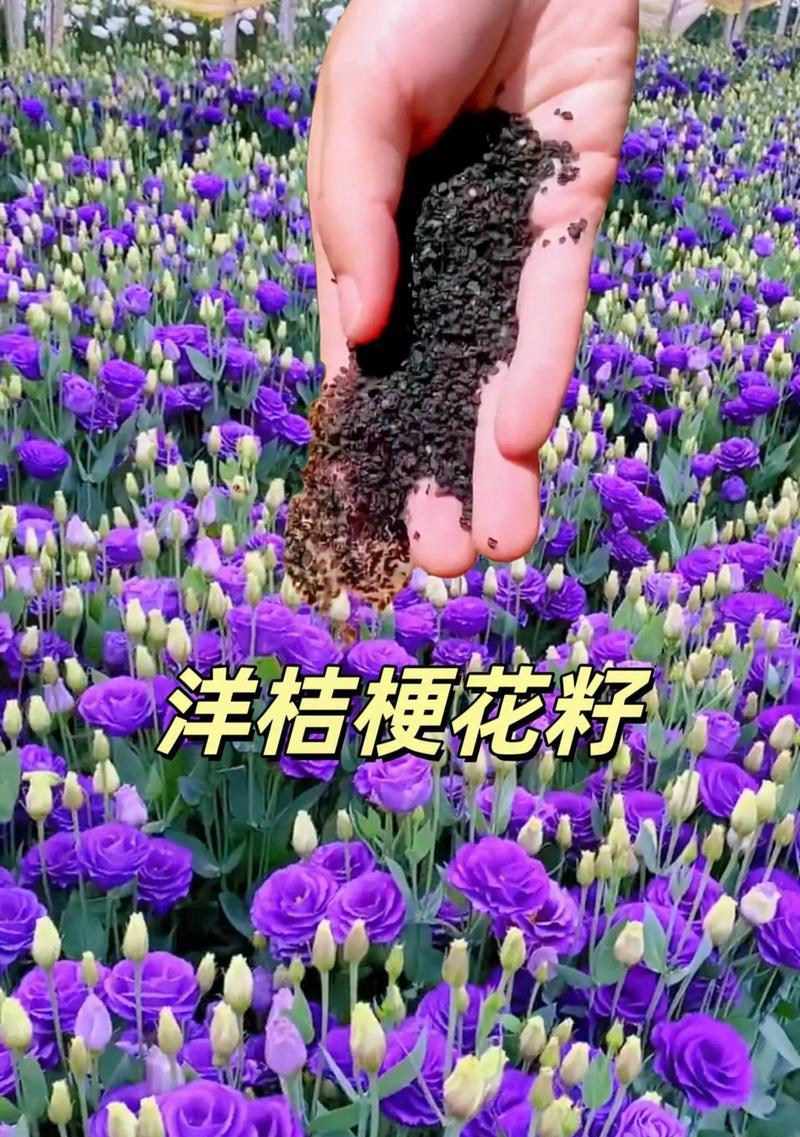 洋桔梗的另一句花语有何含义？