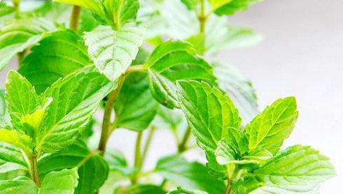 薄荷的花语是什么？薄荷花在花语中代表了什么？