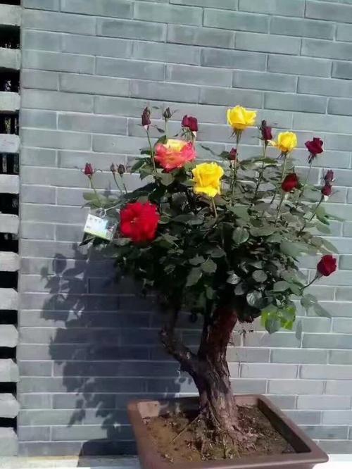 高杆玫瑰花的养护技巧有哪些？如何养好？
