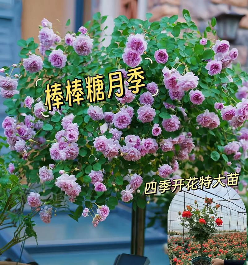 高杆玫瑰花的养护技巧有哪些？如何养好？