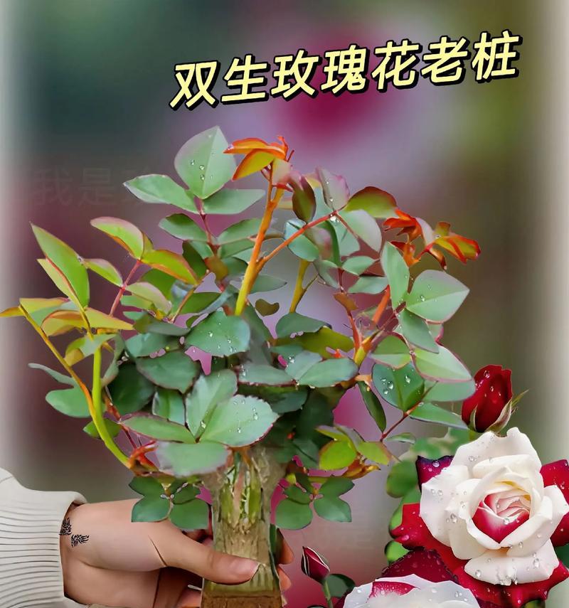玫瑰花耐霜冻吗？如何在霜冻天气中养护玫瑰花？