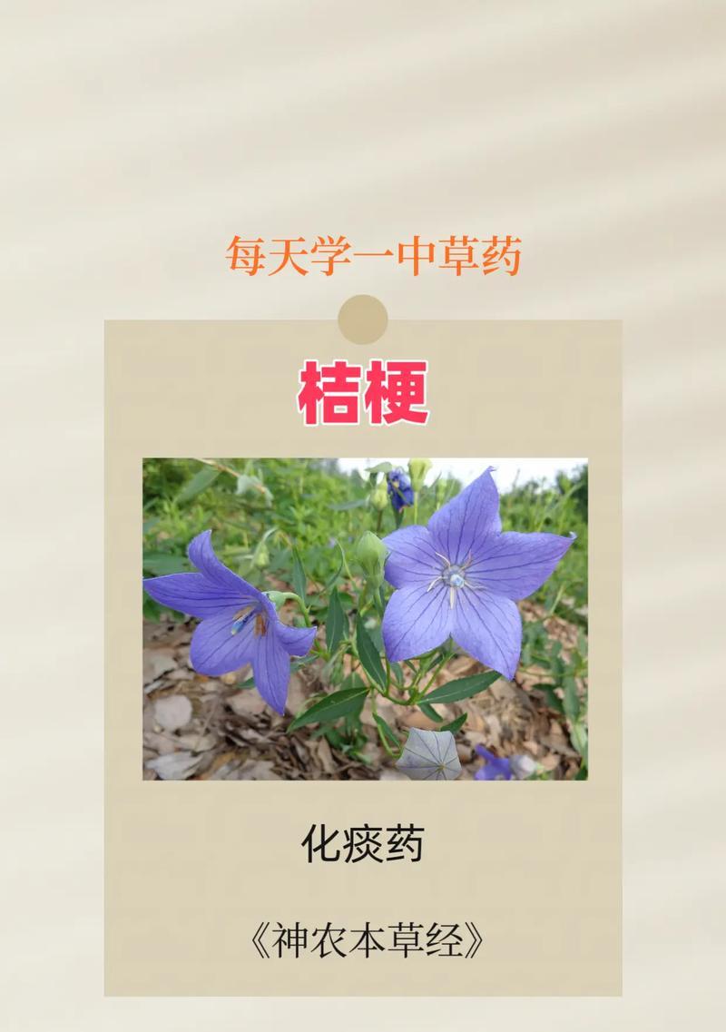 橘子花的永恒花语有何含义？