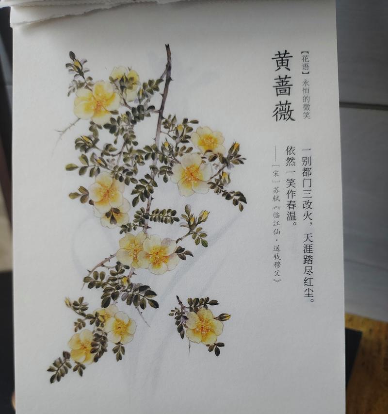 橘子花的永恒花语有何含义？