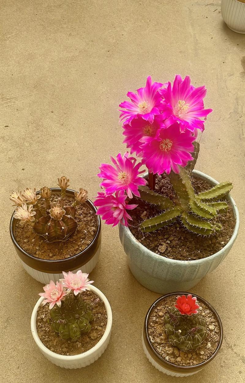 仙人球不开花是什么原因？
