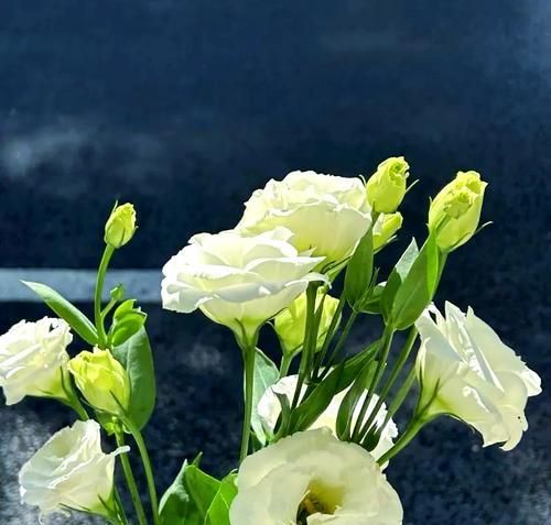 橘子花的永恒花语有何含义？