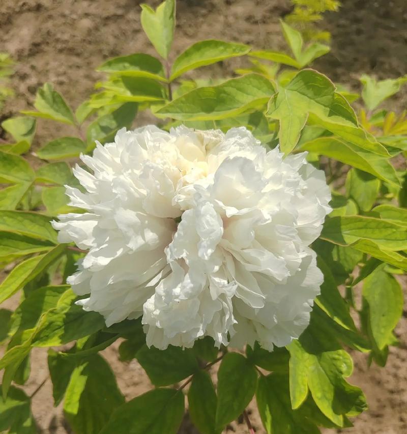 牡丹花中香味浓郁的品种有哪些？