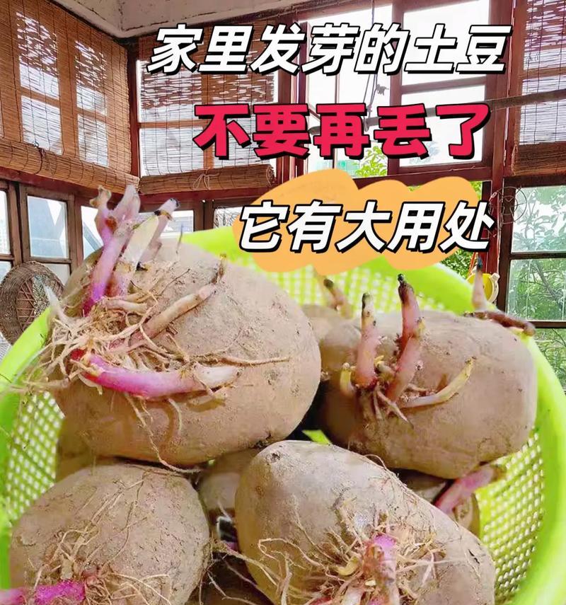 发芽土豆能种出玫瑰花吗？种植步骤是什么？