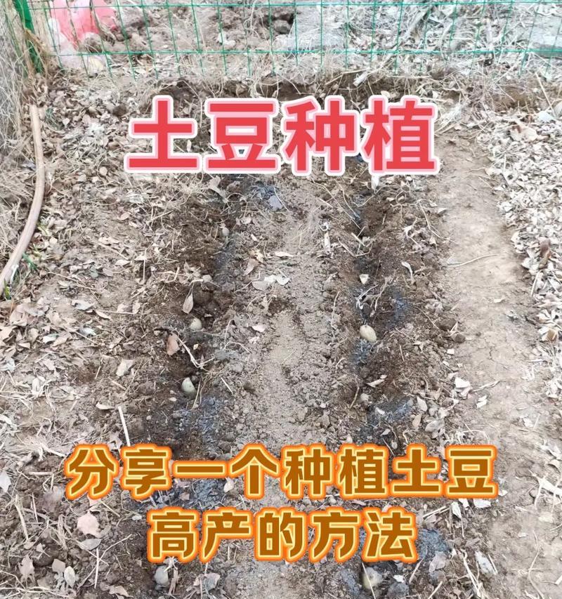 发芽土豆能种出玫瑰花吗？种植步骤是什么？