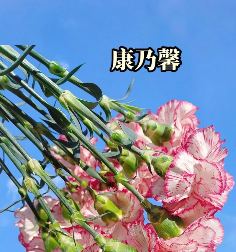 大花通常有哪些花语？它们各自代表了什么含义？