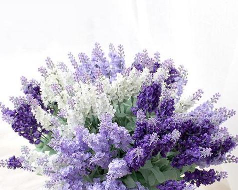 水草的花语是什么？它象征着什么？