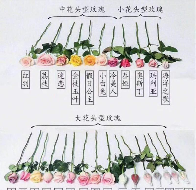 真玫瑰花的正确养护方法是什么？需要注意什么？