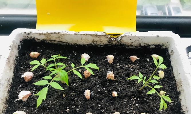 玫瑰花套种樱桃的方法是什么？如何正确套种玫瑰花和樱桃？