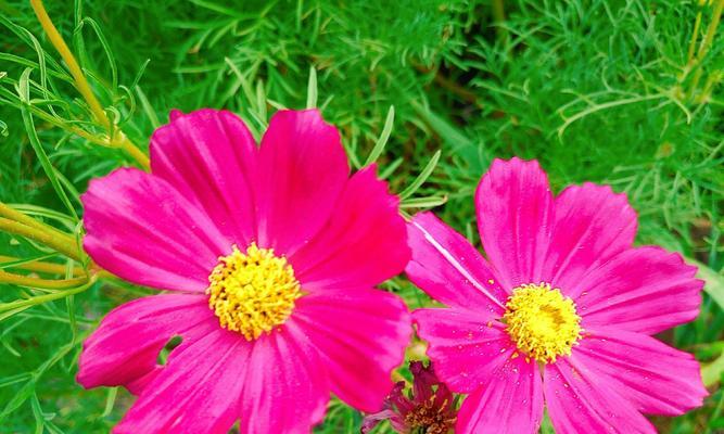 波澜不惊的花语是什么？哪种花代表波澜不惊？