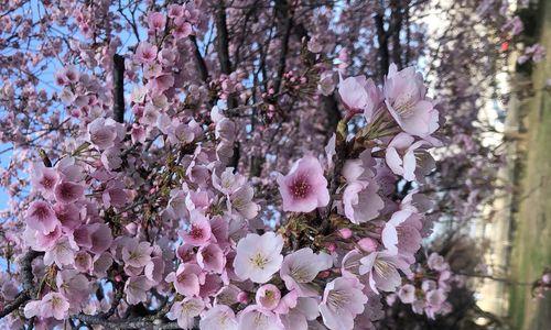 波澜不惊的花语是什么？哪种花代表波澜不惊？