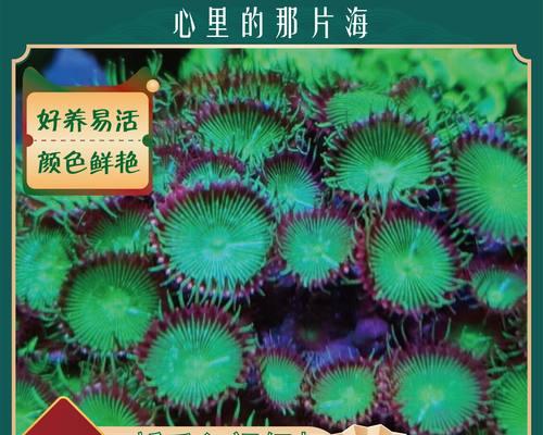 软体缸适合养仙人掌吗？如何正确养护？