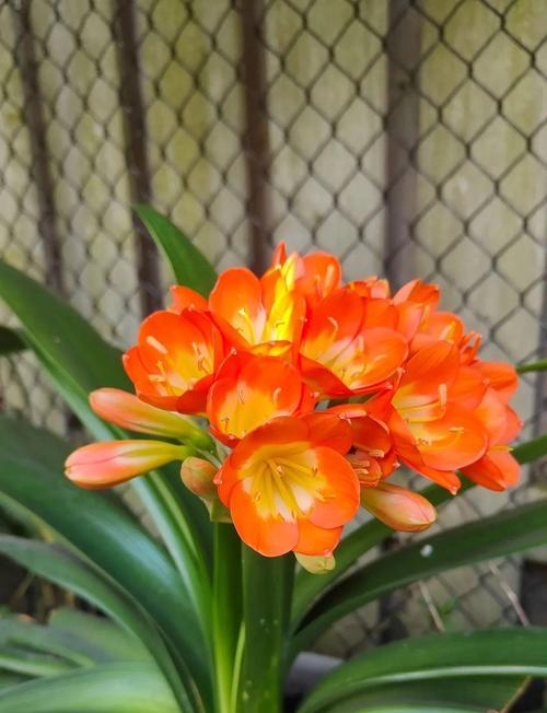 短叶君子兰开花时是什么样子？如何促进开花？