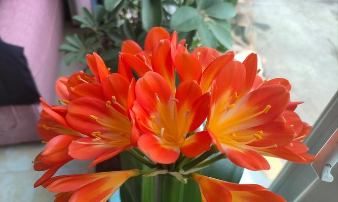 短叶君子兰开花时是什么样子？如何促进开花？