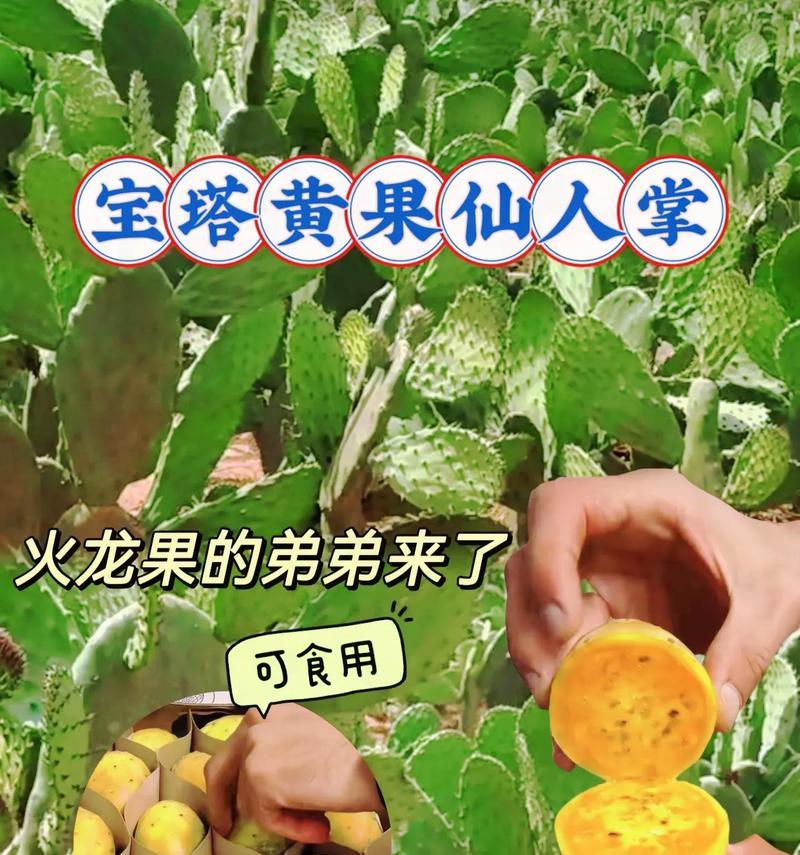 仙人掌火龙果的养殖方法是什么？有哪些注意事项？