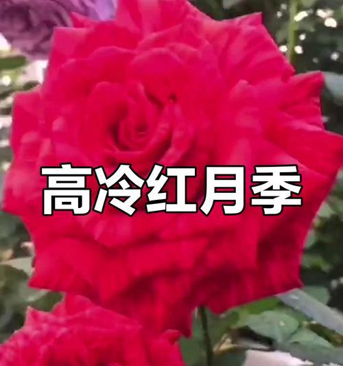 酒杯状玫瑰的花语代表了什么？