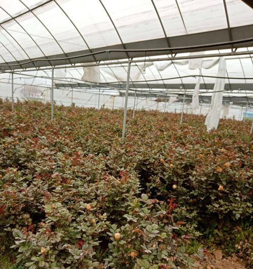 周口什么地方种植玫瑰花最多？最佳的种植地点选择是什么？