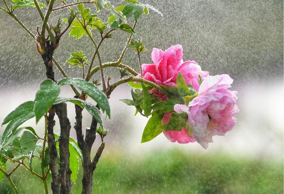东莞适合种植牡丹花吗？冬季如何养护？