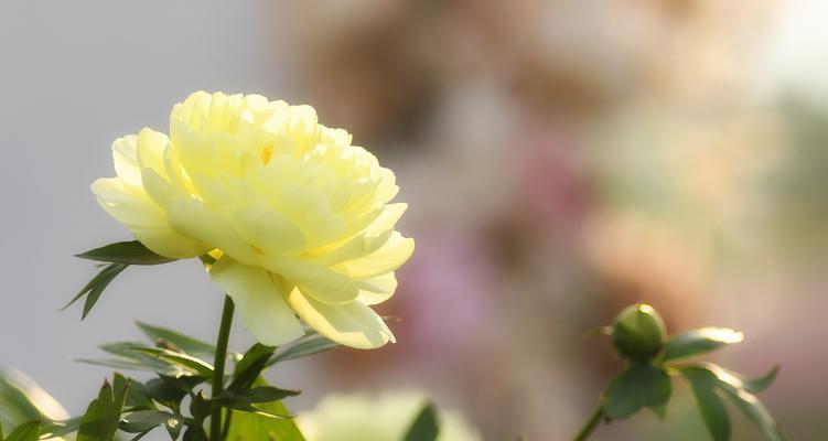 东莞适合种植牡丹花吗？冬季如何养护？