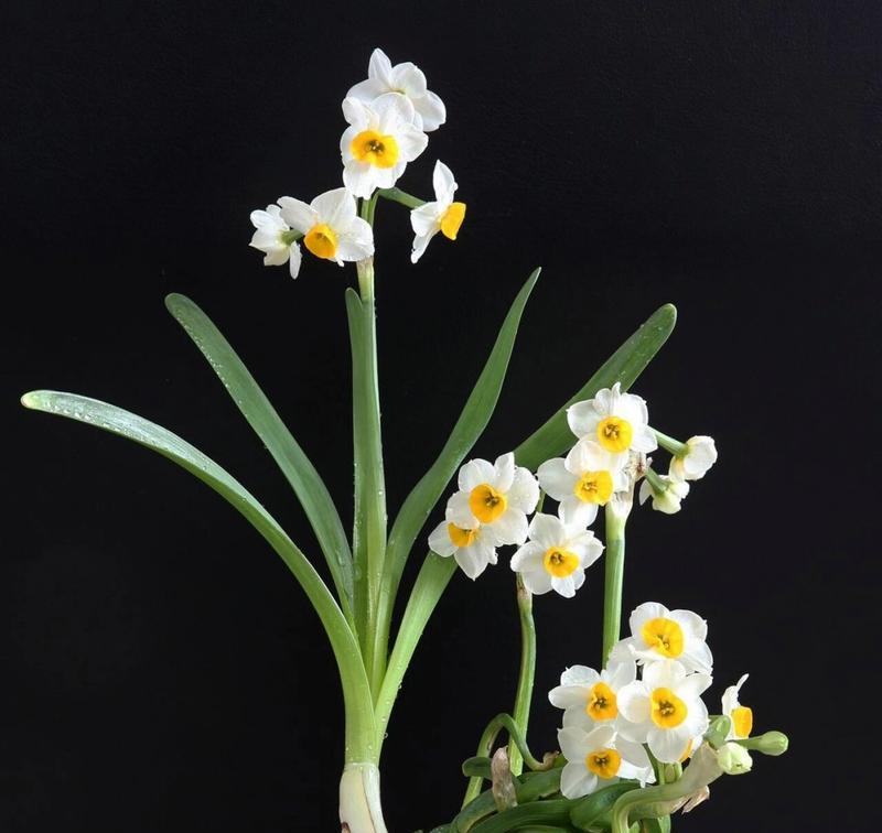 花语芬芳通常表达什么情感？