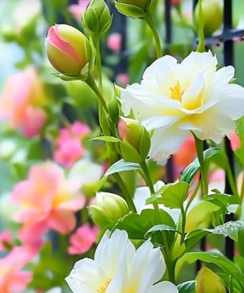 绽放的白花语是什么？白色花朵盛开时的寓意是什么？
