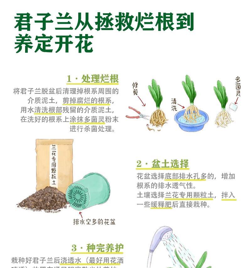 君子兰盛开时如何正确浇水？