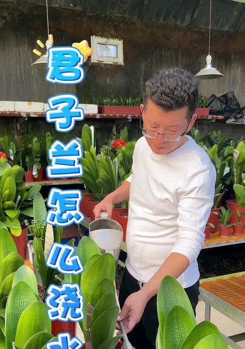 君子兰盛开时如何正确浇水？