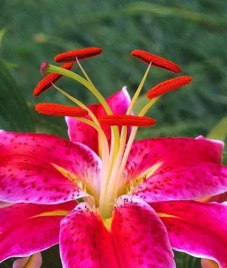爱笑的百合花代表了什么？百合花的花语是什么？