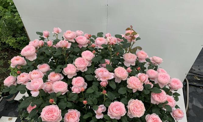 君子兰和鸟姐的养护要点是什么？如何促进其开花？