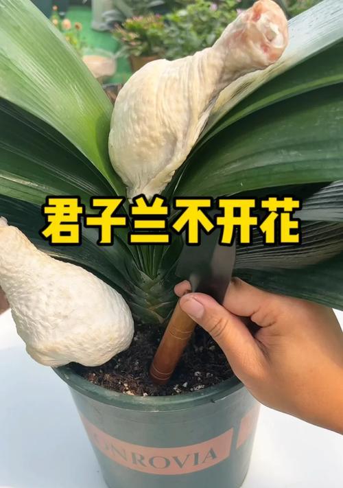 君子兰和鸟姐的养护要点是什么？如何促进其开花？