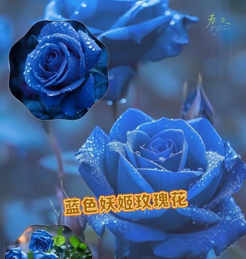 蓝色玫瑰花寓意着什么？