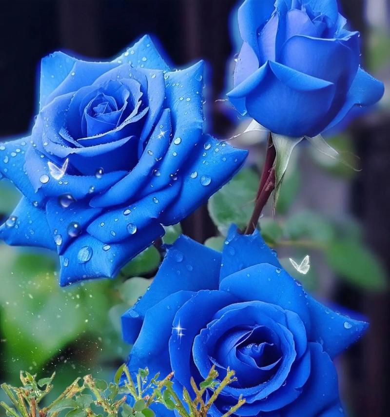 蓝色玫瑰花寓意着什么？