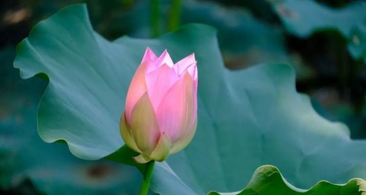 风竹的花语有何寓意？这种植物的花语代表什么？