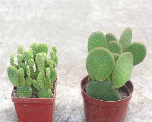 黄毛仙人掌如何保持光泽？
