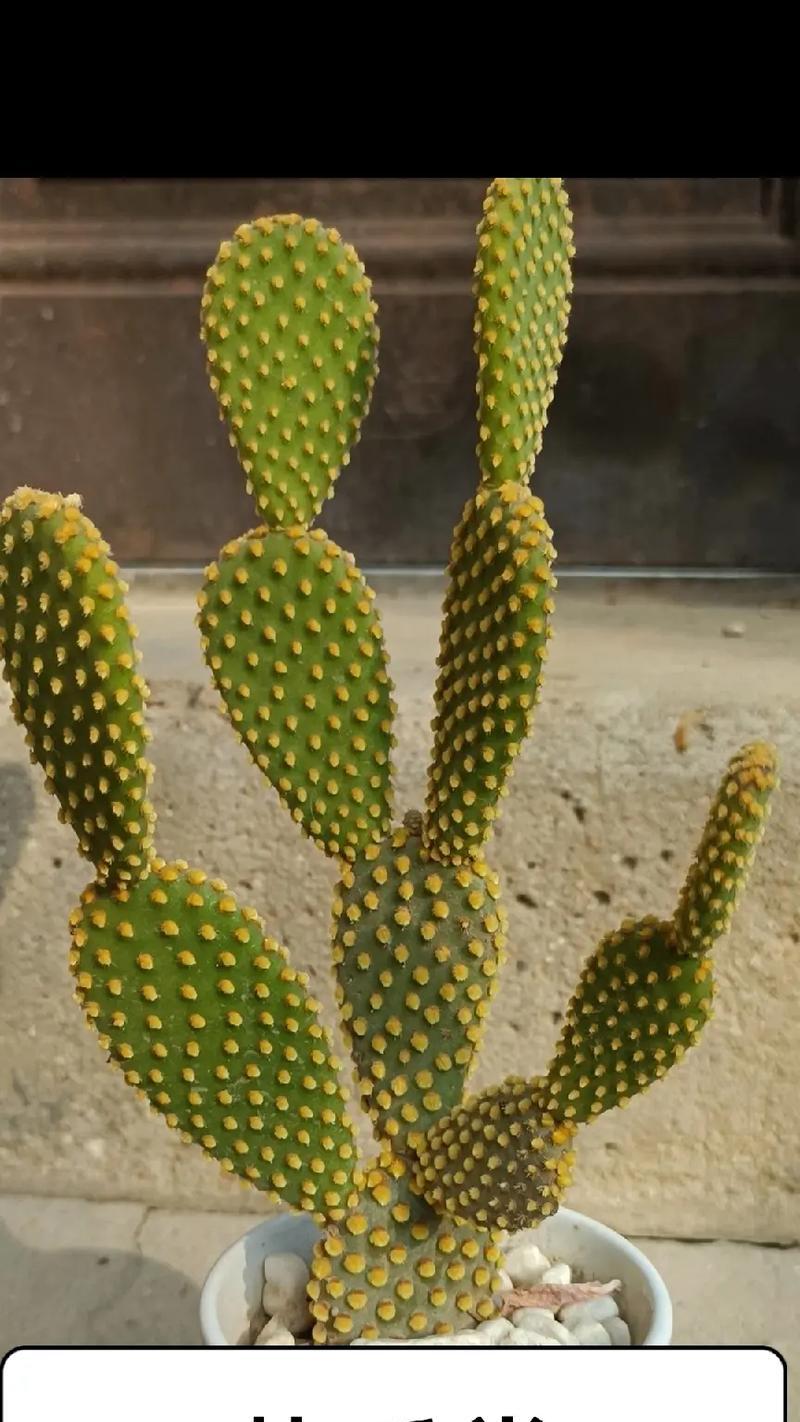 黄毛仙人掌如何保持光泽？