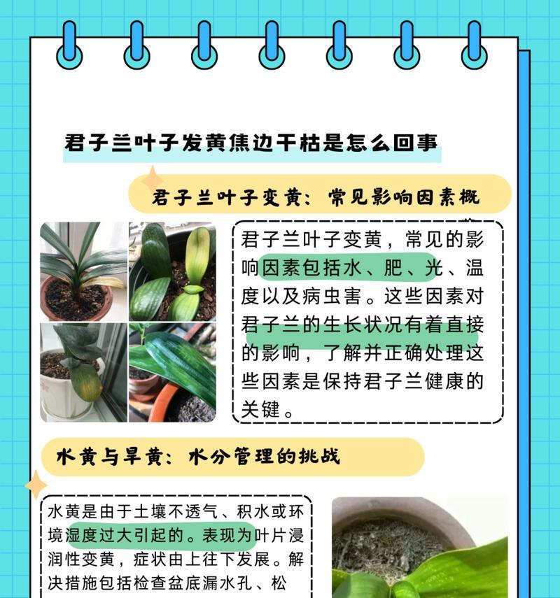 君子兰叶子起棱不平整的原因是什么？