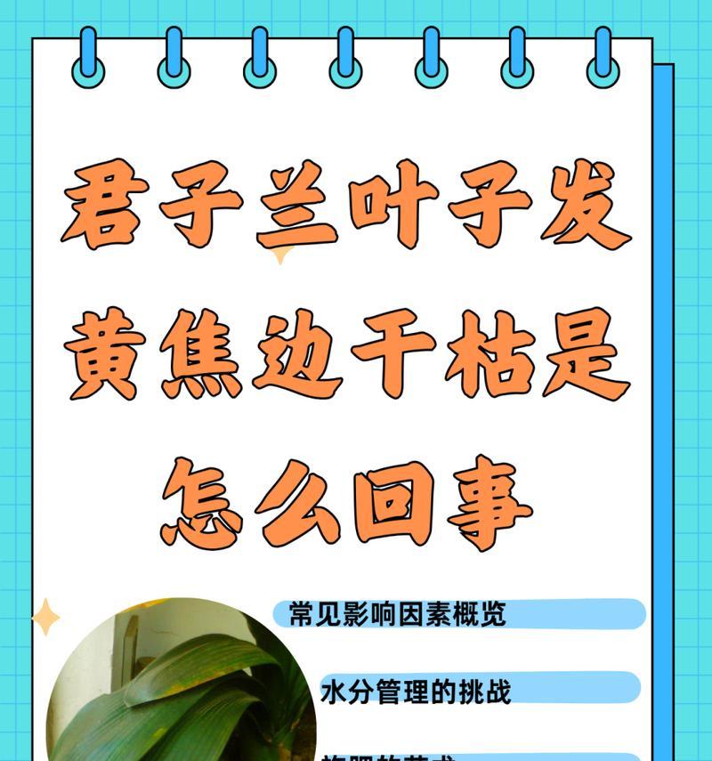 君子兰叶子起棱不平整的原因是什么？