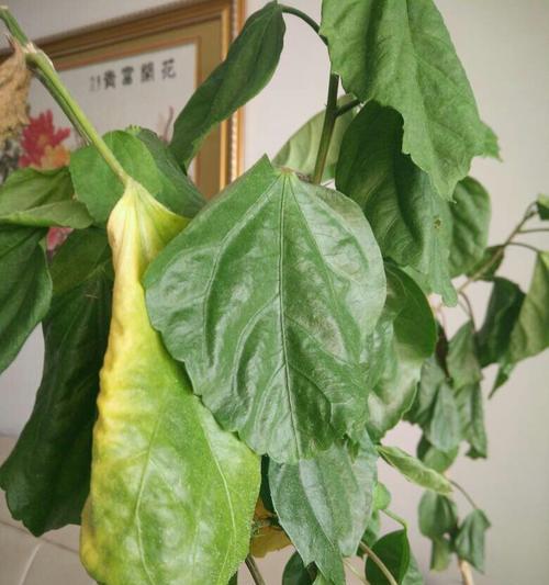 仙人掌盆栽不扎根的原因是什么？如何解决？
