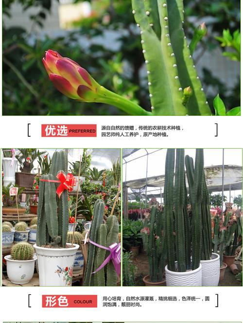 仙人掌盆栽不扎根的原因是什么？如何解决？
