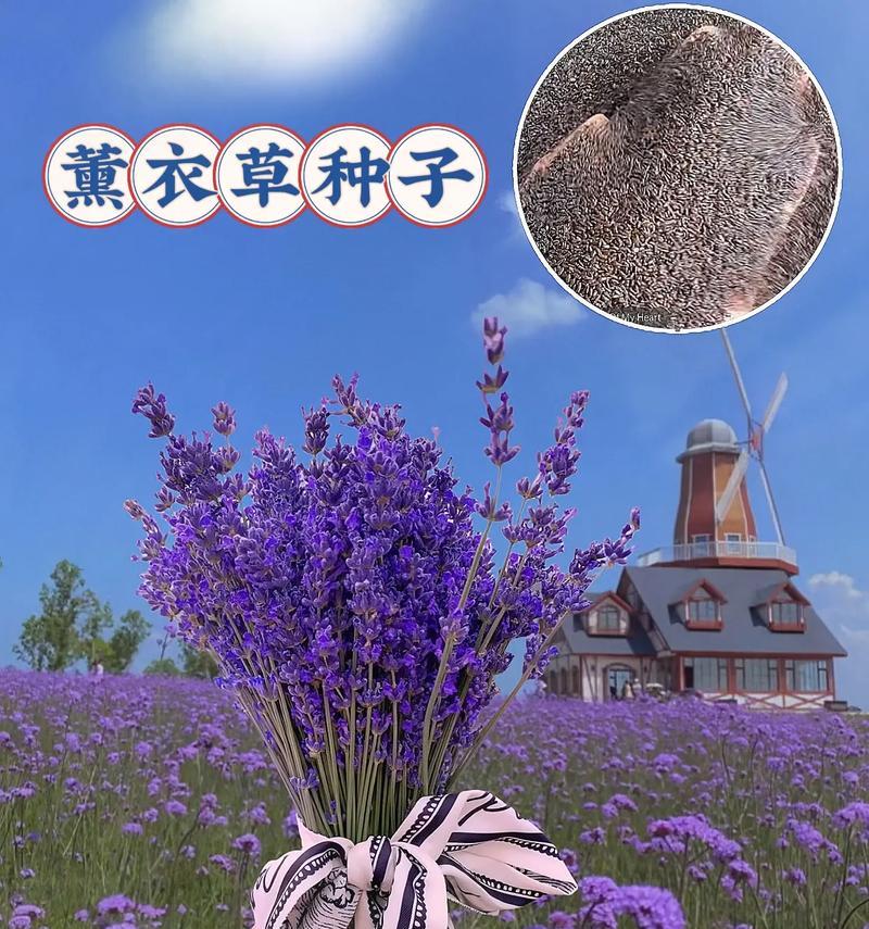 薰衣草的花语是什么？它在爱情中代表了什么？