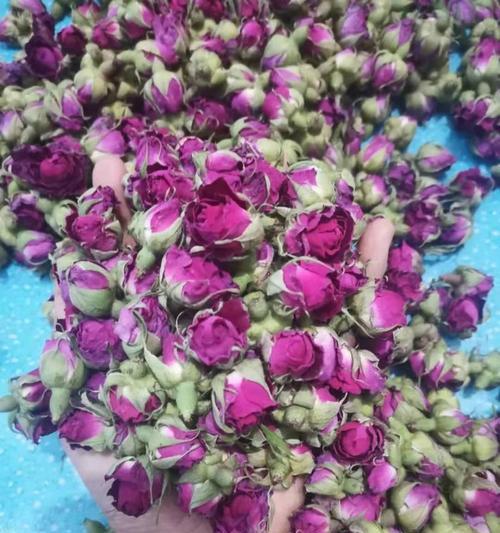 和田玫瑰花的品种特点是什么？